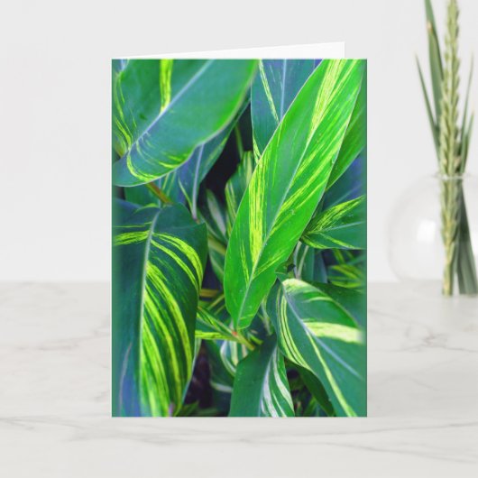 Carte "Gingembre Varié" (Devant)