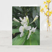 Carte Ginger blanc (Fleur jaune)