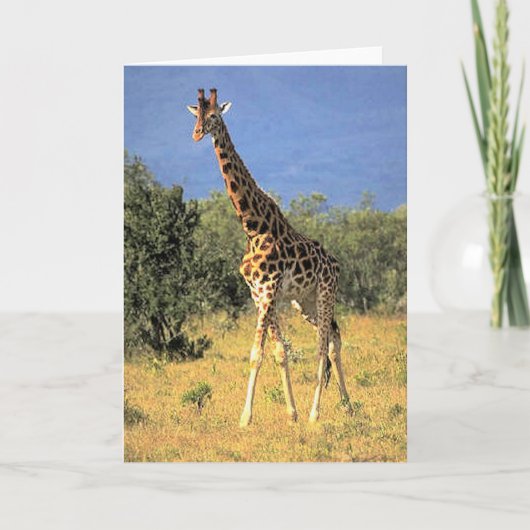 Carte Girafe (Devant)