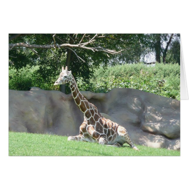 carte girafe (Devant horizontal)