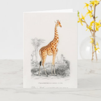 Carte Girafe Antique Impression d'Histoire Naturelle Orb