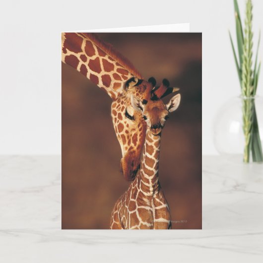 Carte Girafe avec des camelopardalis de Giraffa du veau (Devant)