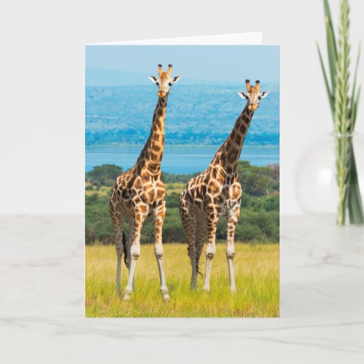 Carte Girafes dans la savane, Ouganda (Devant)