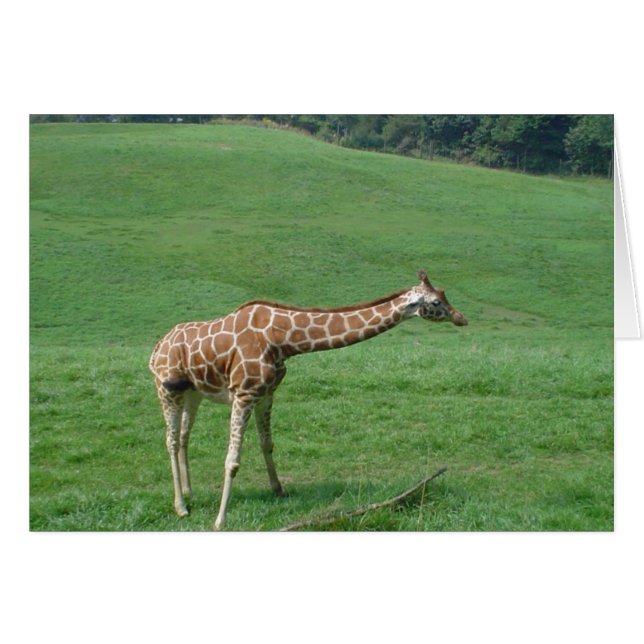 Carte Giraffe ! (Devant horizontal)