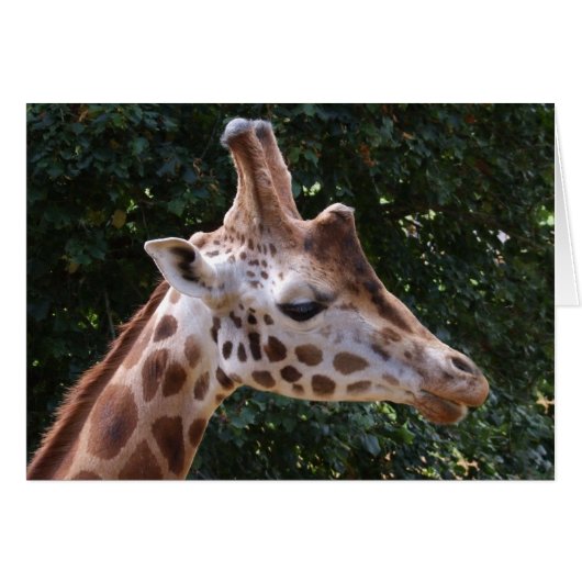 Carte Giraffe (Devant horizontal)