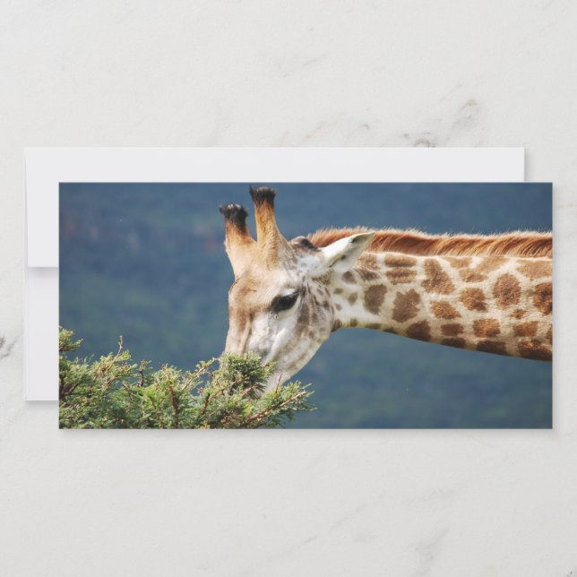 Carte Giraffe mangeant un peu de feuille (Devant)