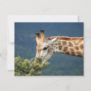 Carte Giraffe mangeant un peu de feuille