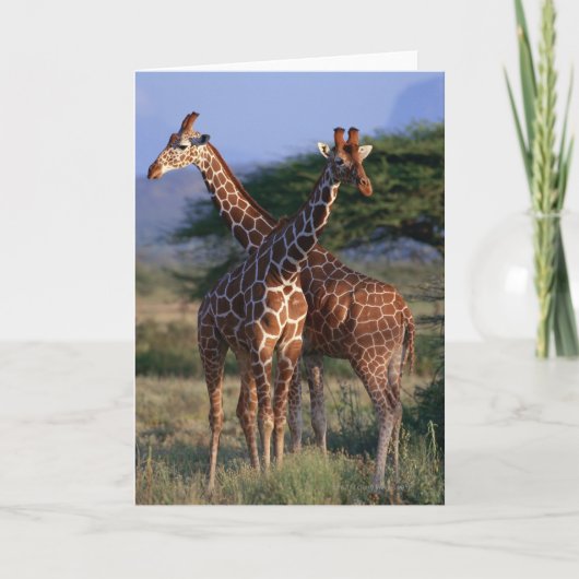 Carte Giraffe réticulée 2 (Devant)