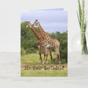 Carte Giraffes d'anniversaire "Go Wild"