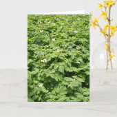 Carte Gisement de pomme de terre (Fleur jaune)