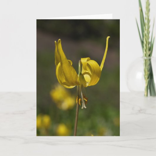 Carte Glacier Lilly 09 (Devant)