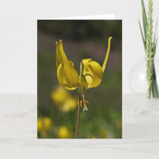 Carte Glacier Lilly 09