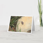 Carte Glaucopsyche melanops, Papillon Bleu aux yeux noir (Devant)