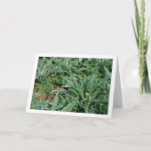Carte Globe Artichoke Thistle Plante (Devant)