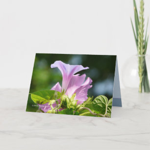 Carte Gloire du matin 1