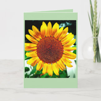 Carte Gloire du Tournesol