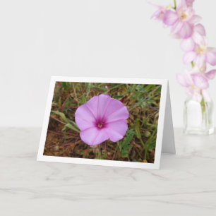 Carte Gloriosa du Matin Pourpre, Fleur Sauvage de Lisero