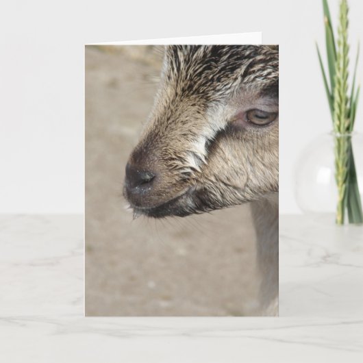 Carte Goat Kid (Devant)