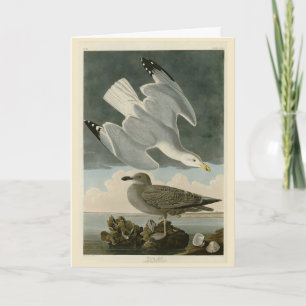 Carte Goéland argenté des oiseaux américains de John Aud