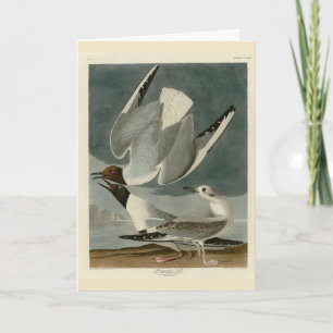 Carte Goéland bonapartien des oiseaux d'Amérique d'Audub