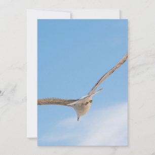 Carte Goéland volant