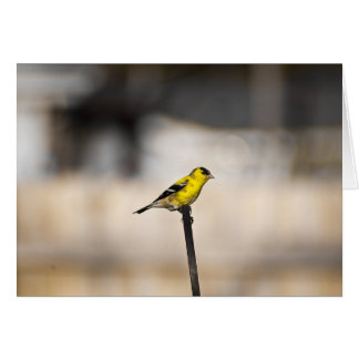 Carte Gold Finch