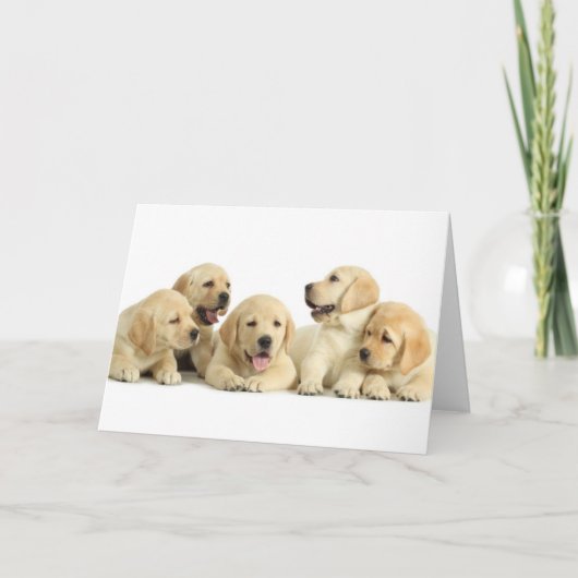 Carte Golden Labrador Pupile (Devant)