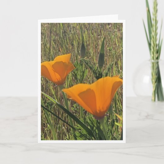 Carte Golden Poppies - 2 (Devant)