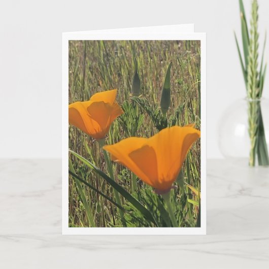 Carte Golden Poppies (Inside Blank) (Devant)