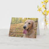 Carte Golden Retriever (Fleur jaune)