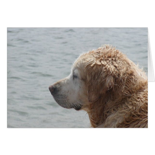 Carte Golden Retriever (Devant horizontal)
