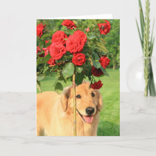 Carte Golden Retriever avec des Roses qui pensent à vous