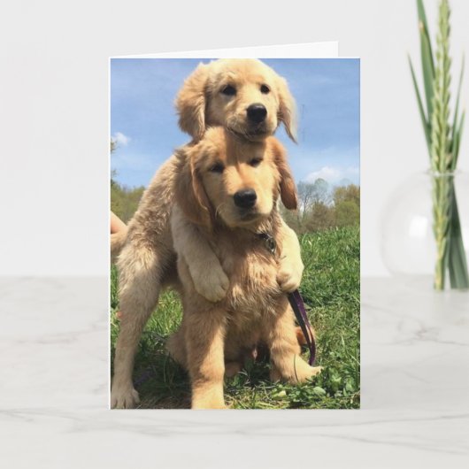 Carte Golden Retriever Brothers (Devant)