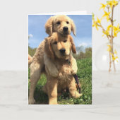 Carte Golden Retriever Brothers (Fleur jaune)
