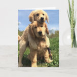 Carte Golden Retriever Brothers<br><div class="desc">Les Golden Retrievers sont de aimables chiens intelligents, bien maniés, avec un grand charme. Ils sont facilement entraînés et toujours patients et doux avec les enfants. Charmant, dévoué et assuré, ils sont un chien de famille populaire. Énergétique et aimante, Golden Retrievers aiment agrémenter leurs maîtres, de sorte que l'entraînement d'obéissance...</div>