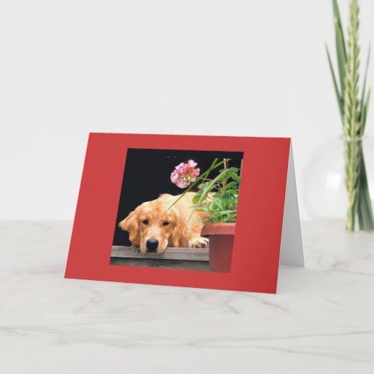 Carte Golden Retriever Love Begin (Devant)
