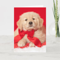 Golden Retriever Seasons Gurr-eviews Puppy