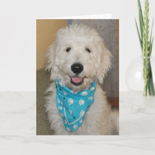 Carte Goldendoodle in blue bandanna card (Devant)