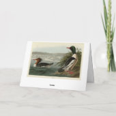 Carte Goosander (Merganser commun) Oiseaux d'Audubon (Dos)