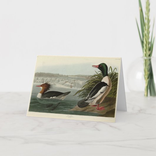 Carte Goosander (Merganser commun) Oiseaux d'Audubon (Devant)