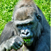 CARTE GORILLA