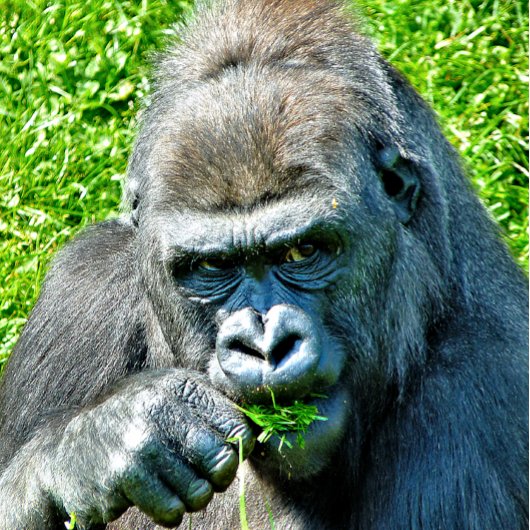 CARTE GORILLA
