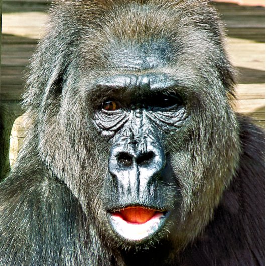 CARTE GORILLA FRAÎCHE