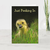 Carte Gosling Baby Bird Encouragement (Devant)