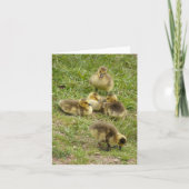 carte - Goslings (Devant)