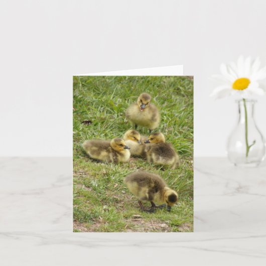 carte - Goslings (Petite plante)