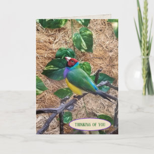 Carte Gouldian Finch sur branche pour penser à vous