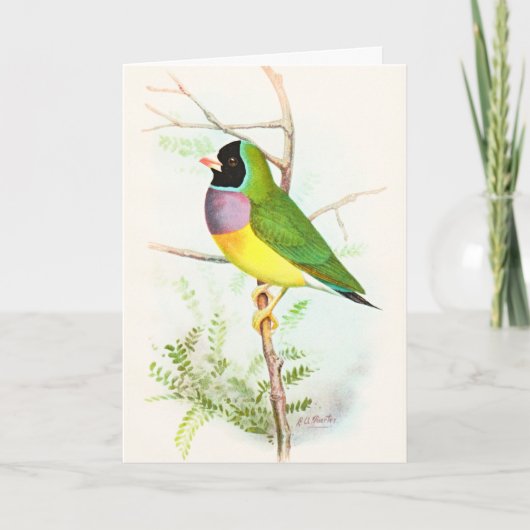 Carte Gouldian Rainbow Finch Endanged Oiseau Australien (Devant)