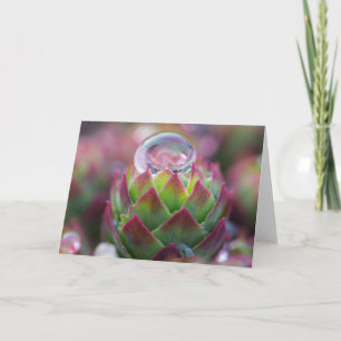Carte Goutte de pluie sur le Succulent
