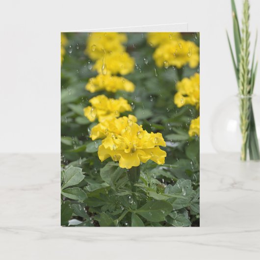 Carte gouttes de pluie et fleur de marigold (Devant)